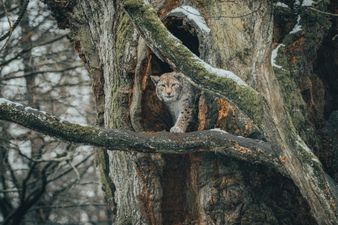 Lost native predators and trees: Science Week puts Ireland’s conservation challenges front and centre