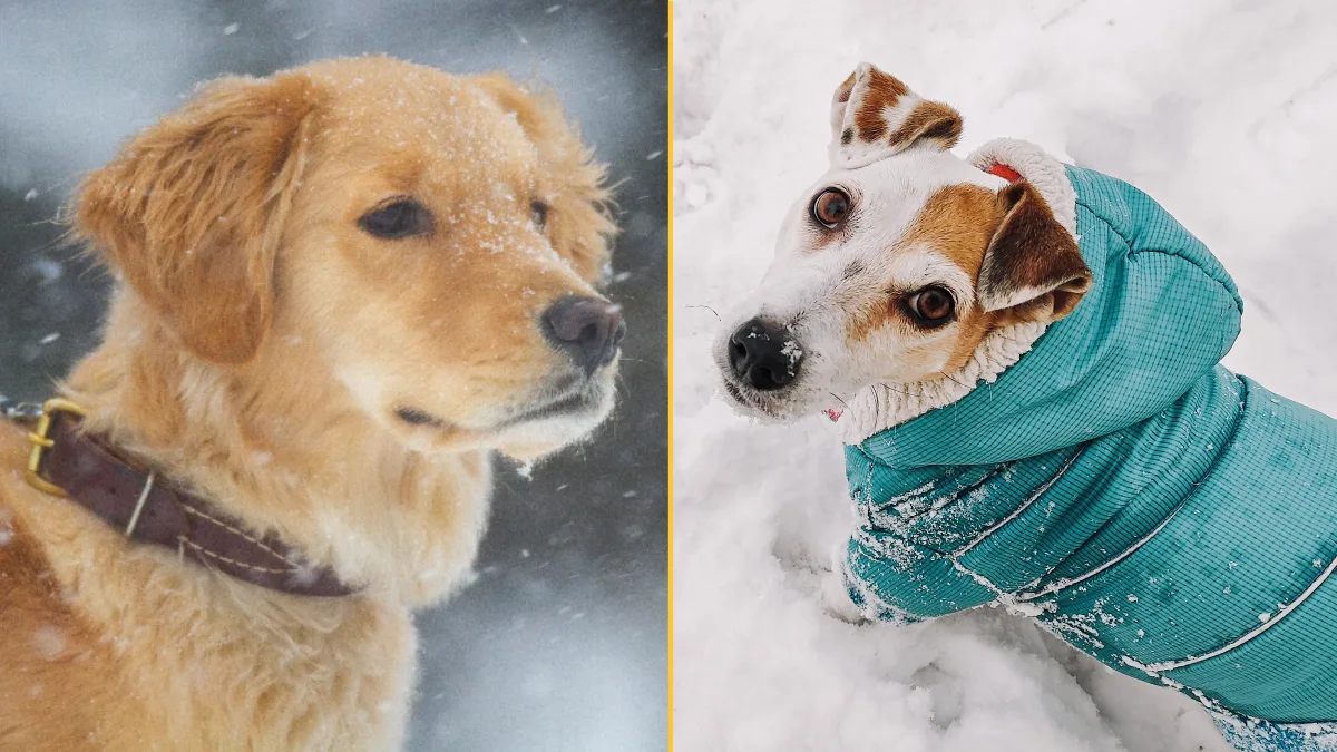 Expert issues warning over when it's too cold to walk your dog