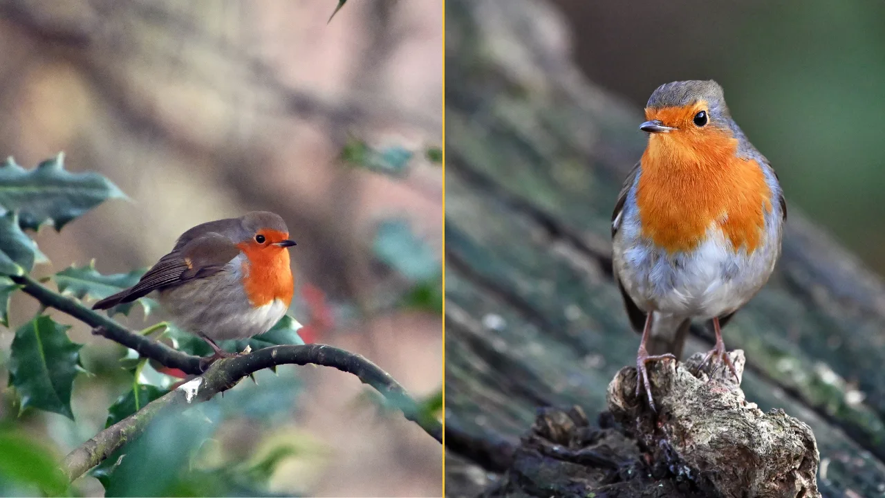 People urged to take action if they see robins in their garden this winter