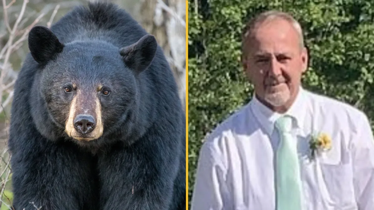 Hunter dies after bear shot out of tree falls on him
