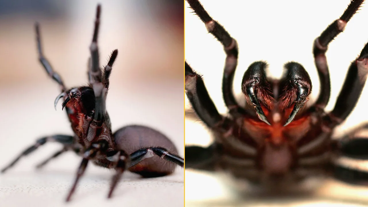 Highly dangerous new species of spider has been found