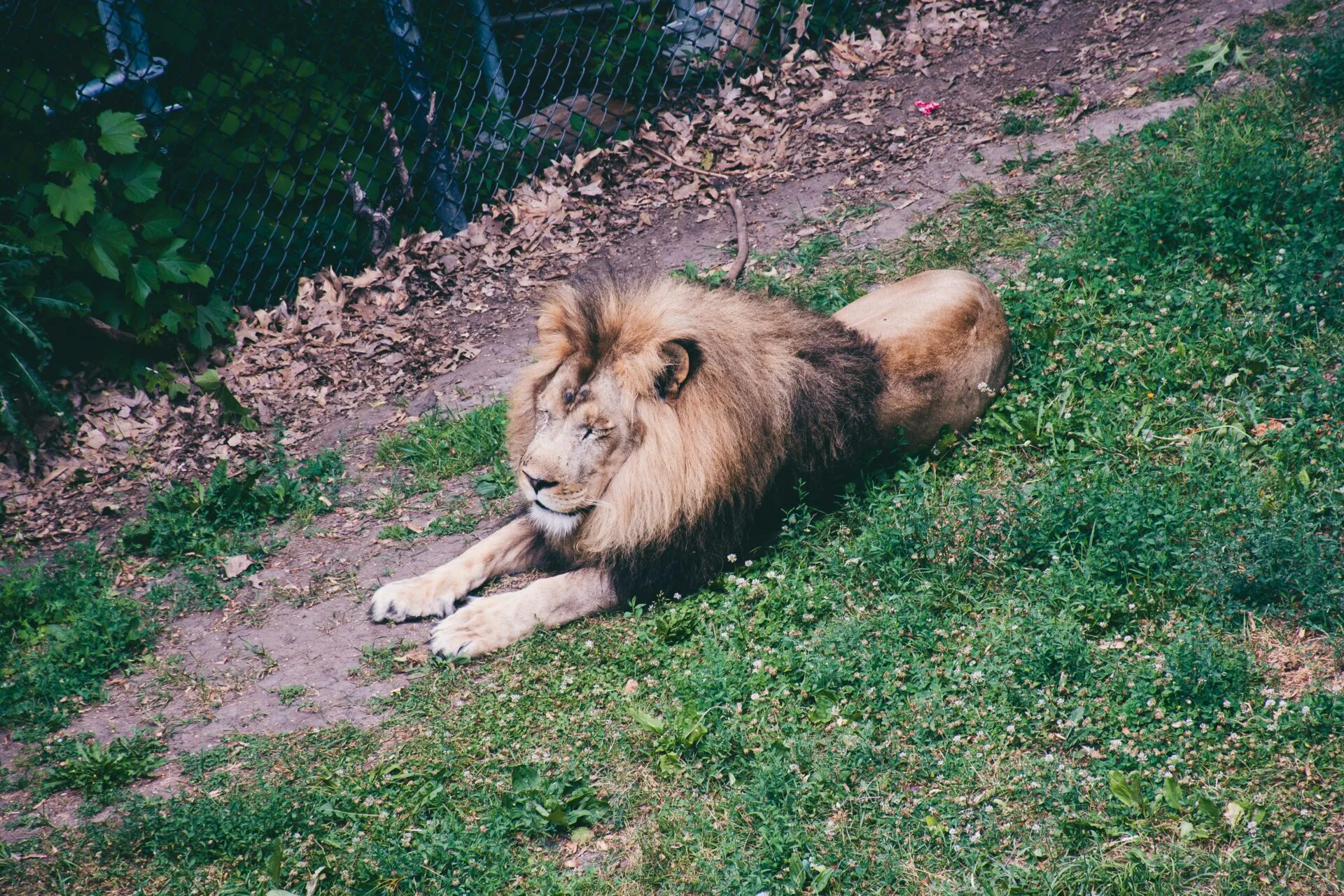 Zookeeper eaten alive after filming himself with escaped lions ‘to impress girlfriend’
