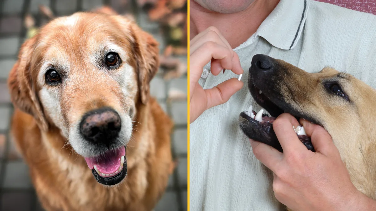 Anti-aging drug for dogs set to be available by 2026