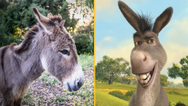 Donkey that inspired iconic Shrek character dies aged 30