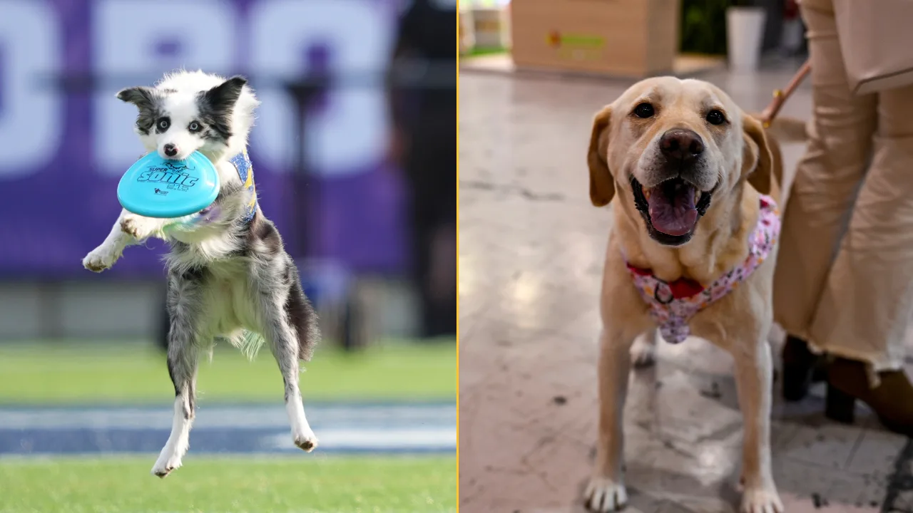 Expert reveals maximum amount of time it’s fair to leave your dog home alone