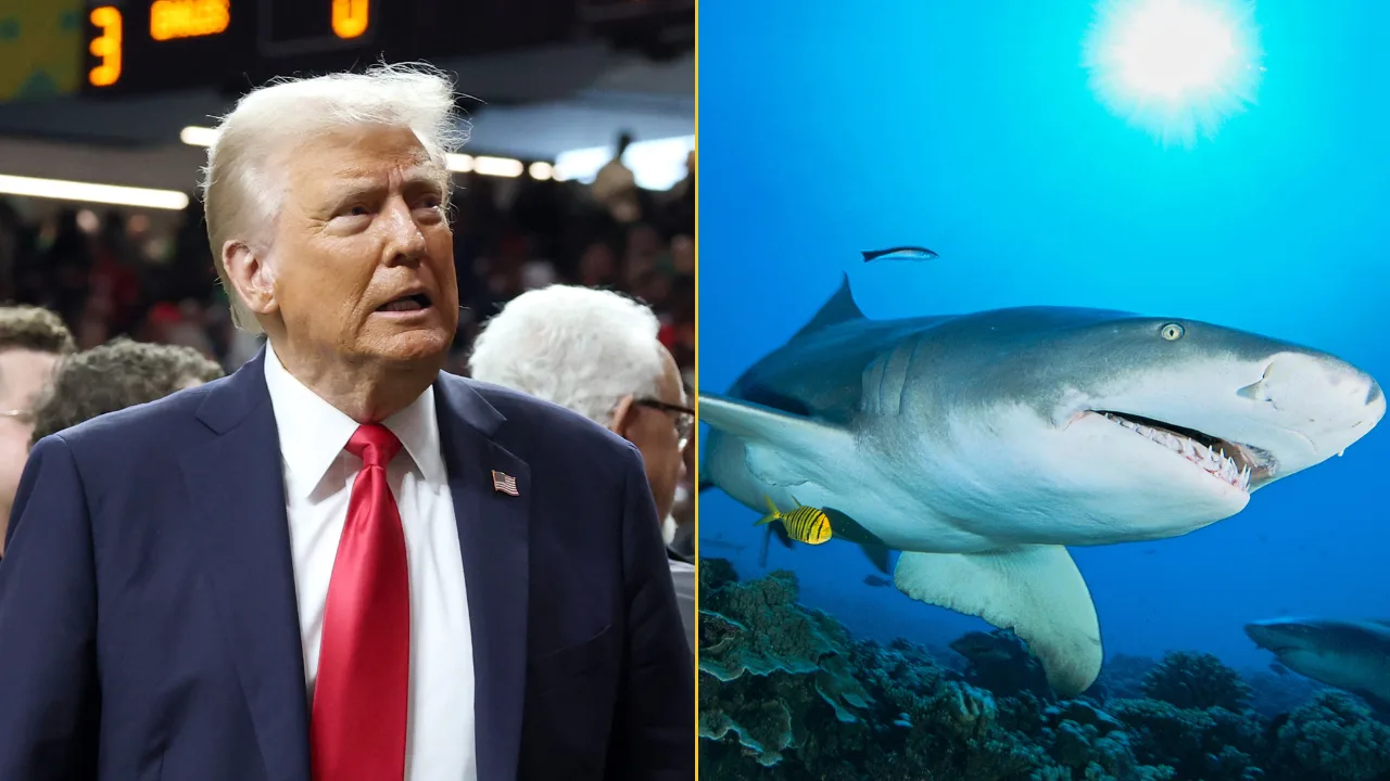 Donald Trump says bringing back plastic straws is fine because sharks can eat them